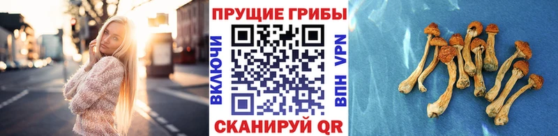 Псилоцибиновые грибы Psilocybine cubensis Горно-Алтайск